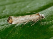 0436 Pseudoswammerdamia combinella