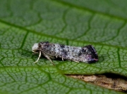 0438 Swammerdamia pyrella