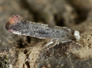 0438 Swammerdamia pyrella