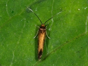 0447 Roeslerstammia erxlebella