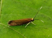 0447 Roeslerstammia erxlebella