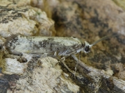 0449 Ash Bud Moth (Prays fraxinella)