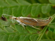 0453 Honeysuckle Moth (Ypsolopha dentella)