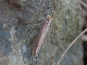 0461 Ypsolopha ustella