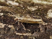 0461 Ypsolopha ustella