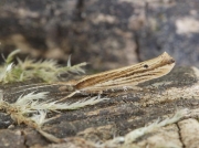 0461 Ypsolopha ustella