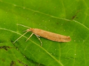 0461 Ypsolopha ustella