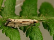 0465 Plutella porrectella