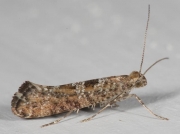 0472 Digitivalva pulicariae