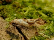 0481 Epermenia falciformis