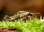0483 Epermenia chaerophyllella