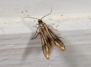 0485 Schreckensteinia festaliella