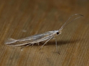 0544 Coleophora albicosta