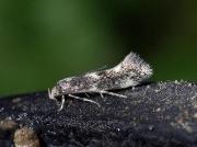 0597 Elachista atricomella