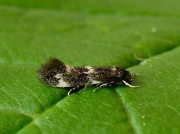 0597 Elachista atricomella