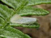 0610 Elachista argentella