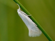 0610 Elachista argentella