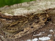 0647 Brown House-moth (Hofmannophila pseudospretella)