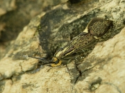 0649 Esperia sulphurella