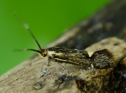 0649 Esperia sulphurella