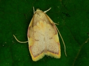 0658 Carcina quercana