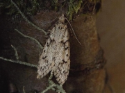 0663 Diurnea fagella