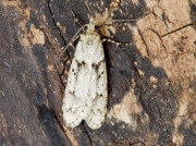 0663 Diurnea fagella