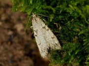 0663 Diurnea fagella