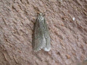 0666 Semioscopis avellanella