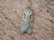 0667 Semioscopis steinkellneriana