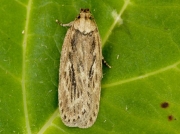 0672 Parsnip Moth (Depressaria heraclei)