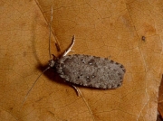 0688 Agonopterix heracliana