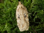 0697Agonopterix arenella
