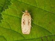 0701 Agonopterix ocellana