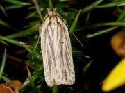 0705 Agonopterix umbellana