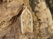 0706 Agonopterix nervosa