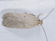 0716 Agonopterix rotundella
