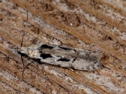 0767 Carpatolechia decorella