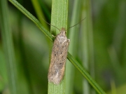 0786 Bryotropha species