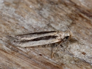 0792 Mirificarma mulinella