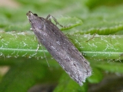 0797 Neofaculta ericetella