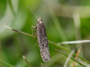 0797 Neofaculta ericetella