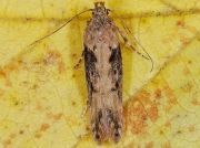 0819 Scrobipalpa costella