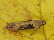 0819 Scrobipalpa costella