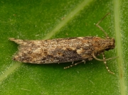 0819 Scrobipalpa costella