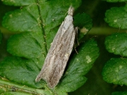0856 Anarsia spartiella