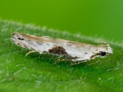 0858 Hypatima rhomboidella
