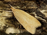 0868 Helcystogramma rufescens