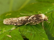 0873 Blastobasis adustella