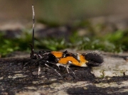 0882 Mompha locupletella